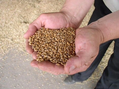 Mains tenant des grains de blé prêts à être moulus